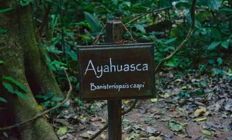 Understanding ayahuasca - Tikvah Lake Recovery