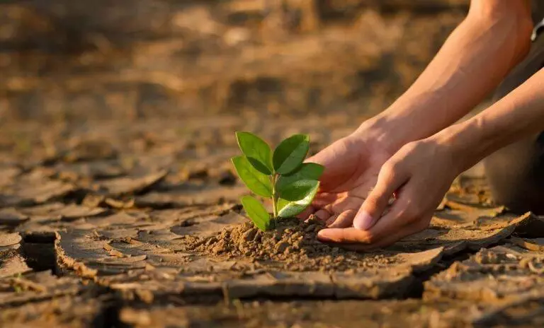 planting a plant on a dried soil